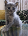Persian Kitty